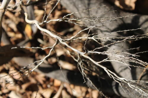 Woody Webs