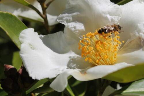 Pollination In The Sun